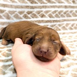 Ducky - Red female Dachshund puppy in Southwest Ranches, Florida from Breezy Florida Dachshunds