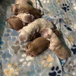 Cocker Spaniel Puppies from Clayton’s Cocker Spaniels
