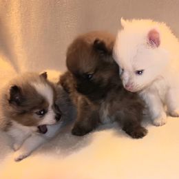Pomeranian Puppies from Kimberley McNair