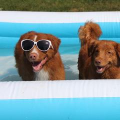 Nova Scotia Duck Tolling Retriever All Grown Up from Dtails Tollers