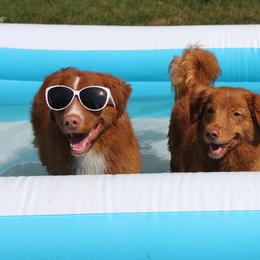 Nova Scotia Duck Tolling Retriever All Grown Up from Dtails Tollers
