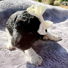 Athena - Parti female Poodle puppy in Meadowbrook, California from Standard Poodle Pups