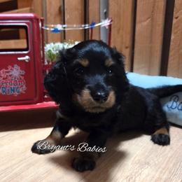 Blk  tan baby boy - Black and tan male Dachshund puppy in Webb, Alabama from Bryant's Babies