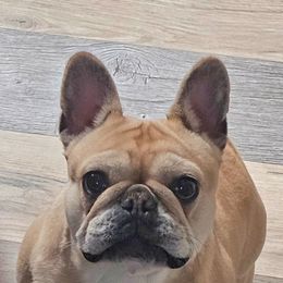 French Bulldog Puppies from LMD Frenchies