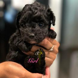 Noir - Black female Yorkipoo puppy in Ocala, Florida from Top Notch Pupz