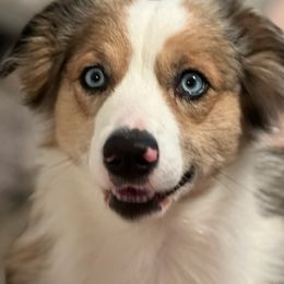 Australian Shepherds and Poodles from Rosebud Kennels