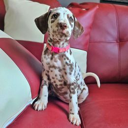 Chestnut (liver spotted) - White and lemon female Dalmatian puppy in Salem, Missouri from Paradise Spots Dalmatians