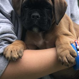 Boxers and French Bulldogs from Blissful Euro Boxers & French Bull Dogs