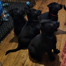 German Shepherd puppies from Von Forester German Shepherds