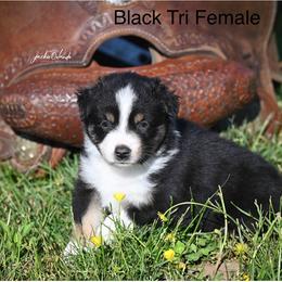 Black Tri Female - Black tri female Miniature American Shepherd puppy in Rochester, Massachusetts from Anchored Roots Miniature American Shepherds