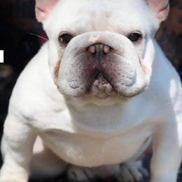 French Bulldogs and Siberian Huskies from EvergreenEliteKennel