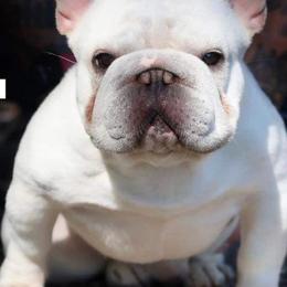 French Bulldogs and Siberian Huskies from EvergreenEliteKennel