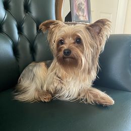 Rottie - Yorkshire Terrier