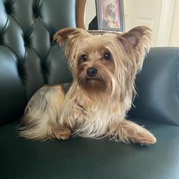 Rottie - Yorkshire Terrier
