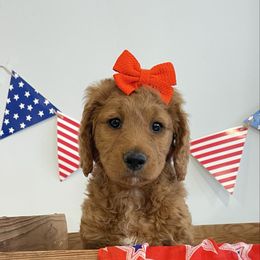 Liberty( Libby) - Red  female Goldendoodle puppy in Eagle Mountain, Utah from Golden Heaven Puppies