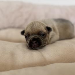 Boy 1 - Blue fawn male French Bulldog puppy in Walnut, California from Flores Frenchies