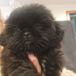 Chandler - Black male Shih Tzu puppy in Carrollton, Ohio from Becker Hollow