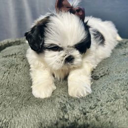 Trixie - Tricolor female Shih Tzu puppy in Fort Worth, Texas from Gigi’s Superior Shih Tzus