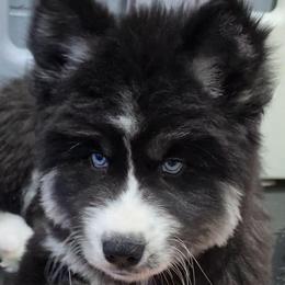 Gipsy - Black and white female Siberian Husky puppy in East Tawas, Michigan from BurnsBerg's Woolies