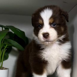 Moose - Red tri-color male Australian Shepherd puppy in Orlando, Florida from Skaky Shepherds
