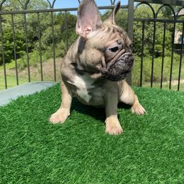 French Bulldog puppies from Anime Exotic Kennels