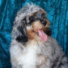 Aussiedoodles, Cockapoos, and Goldendoodles from West Coast Doodles
