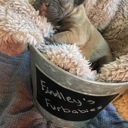 Boston Terrier and French Bulldog Puppies from Findley’s Furbabies