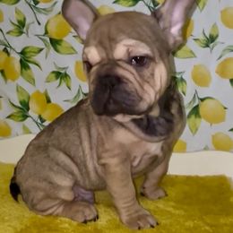 Milo - Fawn and white male French Bulldog puppy in New Braunfels, Texas from Grand Star Bulldogs