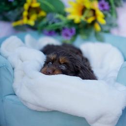 Watermelon - Brown male Cavapoo puppy in Bellingham, Washington from My Sweet Poodles and Doodles