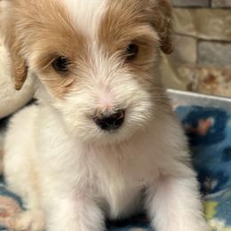 Aphrodite - Parti female Goldendoodle puppy in Milton, Florida from Sutton Place Doodles