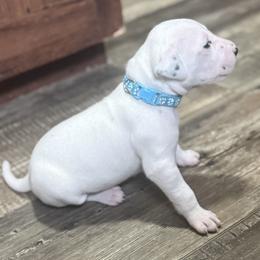 Bluey - White and black male Dalmatian puppy in Hastings, Florida from Love My Spotty Dalmatians