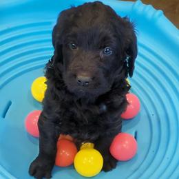 Reba - female Newfypoo puppy in South Haven, Minnesota from Hidden Haven Poodles and Doodles