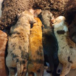 Aussiedoodle and Bernedoodle Puppies from Jupiter Doodles