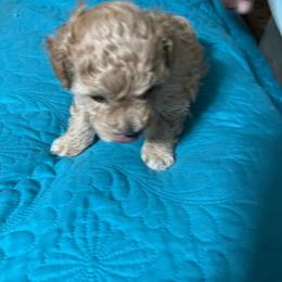 Reggie - Red  male Poodle puppy in Lexington, Tennessee from Jm’s Precious Poodles
