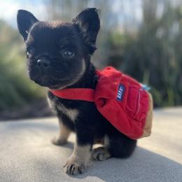 Boy 5 - Black and tan male French Bulldog puppy in Des Moines, Iowa from Frenchie Dreams Come True