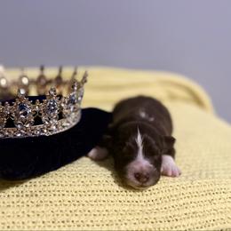 Duchess - Red tri-color female Australian Shepherd puppy in Dallas, Georgia from Sunsprite Aussies