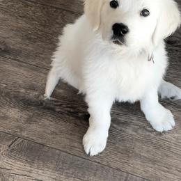 Golden Retriever Puppies from Golden Retrievers by Tiffany Ruthy