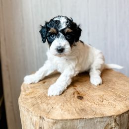 Everest - Black tri-color female Aussiedoodle puppy in Arlington, Washington from Doodle Love Laugh