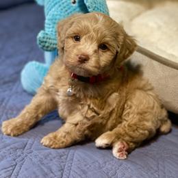AKC Smaller Red male - Wheaten male Miniature Schnauzer puppy in Calhoun, Georgia from The BrickHouse Miniature Schnauzers