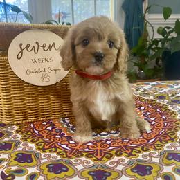 Cavapoo Puppies from Cumberland Cavapoos