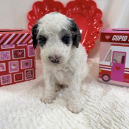 Marshmallow - Grey and white male Bernedoodle puppy in Silver Lake, Indiana from ‘Mut’zger Doodles