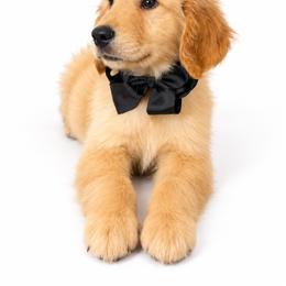 Milkshake - Golden male Golden Retriever puppy in Chicago, Illinois from Urbane Retrievers