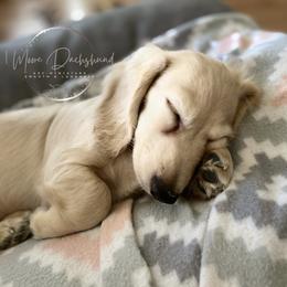Dachshund Puppies from 1 Moore Dachshund