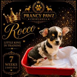 AKC Rocco - Merle male Chihuahua puppy in Columbus, Nebraska from Prancy Pawz