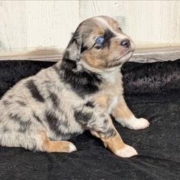 Garth - Blue merle male Miniature Australian Shepherd puppy in Lufkin, Texas from Texas Lil Cowdogs
