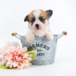 Cedar - Red male Pembroke Welsh Corgi puppy in San Antonio, Texas from Moxxi's Legacy Corgis