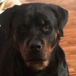 Rottweilers and Yorkshire Terriers from Beauty & The Beast Creations
