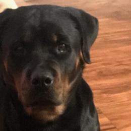 Rottweilers and Yorkshire Terriers from Beauty & The Beast Creations