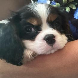 By Boy A - Tri-color male Cavalier King Charles Spaniel puppy in Goochland, Virginia from Cavaliers For You