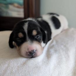 Girl 1 - Piebald female Dachshund puppy in Brantley, Alabama from Lindsey's Puppies